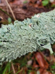 Lecanoromycetes