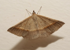 Epidesmia tryxaria
