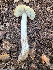 Amanita ocreata
