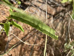 Convolvulus graminetinus