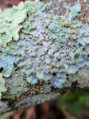 Lecanoromycetes