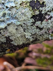 Lecanoromycetes