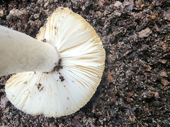 Amanita ocreata