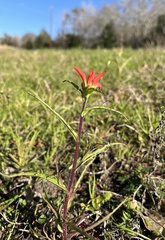 Castilleja indivisa