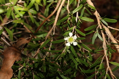 Leptospermum petersonii