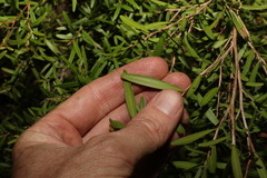 Leptospermum petersonii