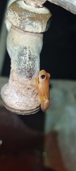 Dendropsophus microcephalus