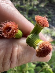 Crassocephalum crepidioides