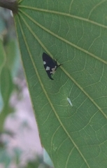 Enchophyllum quinquemaculatum