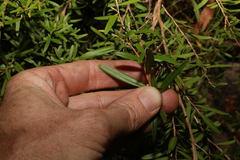 Leptospermum petersonii