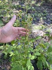 Crassocephalum crepidioides