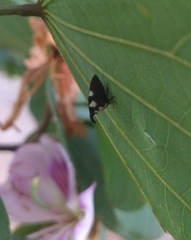 Enchophyllum quinquemaculatum