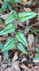 Smilax smallii