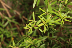 Leptospermum petersonii