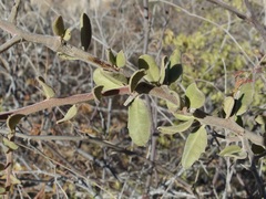 Castela peninsularis