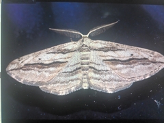 Ecleora solieraria