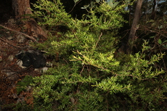 Leptospermum petersonii