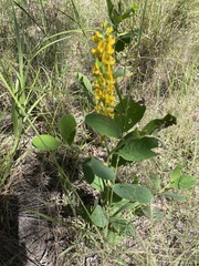 Crotalaria mitchellii