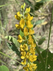 Crotalaria mitchellii