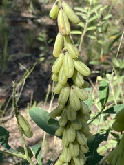 Crotalaria mitchellii