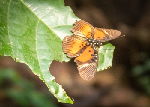 Variable False Acraea
