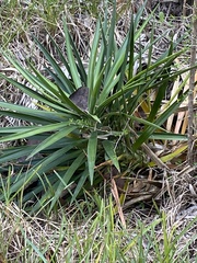 Yucca aloifolia