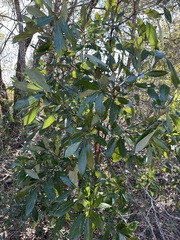 Cartrema americana