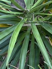 Yucca aloifolia