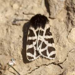 Apantesis nevadensis