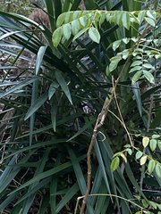 Yucca aloifolia