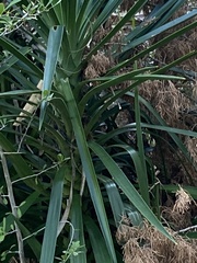 Yucca aloifolia