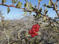 Castela peninsularis