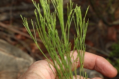 Exocarpos cupressiformis