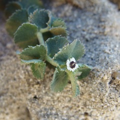 Euphorbia leucophylla