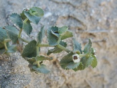 Euphorbia leucophylla