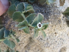 Euphorbia leucophylla