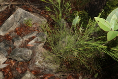 Exocarpos cupressiformis