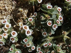 Euphorbia leucophylla