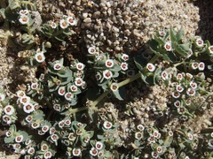 Euphorbia leucophylla