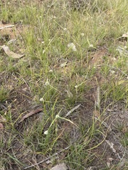 Cyperus pulchellus