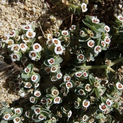 Euphorbia leucophylla