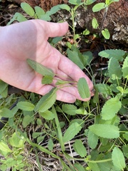 Stachys floridana