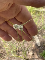 Cyperus pulchellus