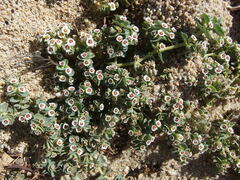 Euphorbia leucophylla