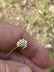 Cyperus pulchellus