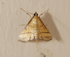 Cnaphalocrocis medinalis