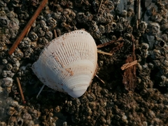 Laevicardium crassum