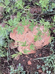 Desmanthus pernambucanus