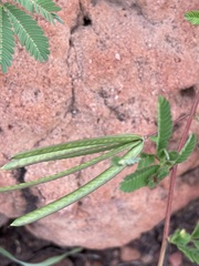 Desmanthus pernambucanus