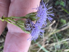 Praxelis clematidea